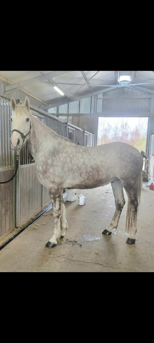 IRISH DRAFT GELDING - Image 1