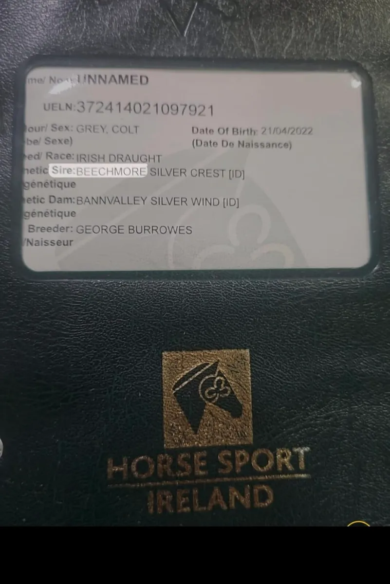 IRISH DRAFT GELDING - Image 2