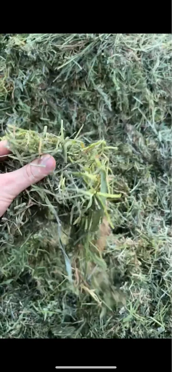 Wagon silage - Image 3