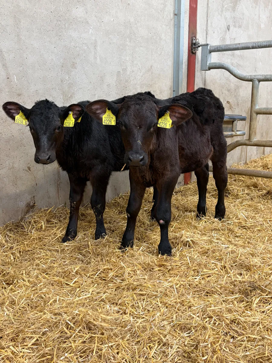 2 Angus Heifer Calves - Image 2