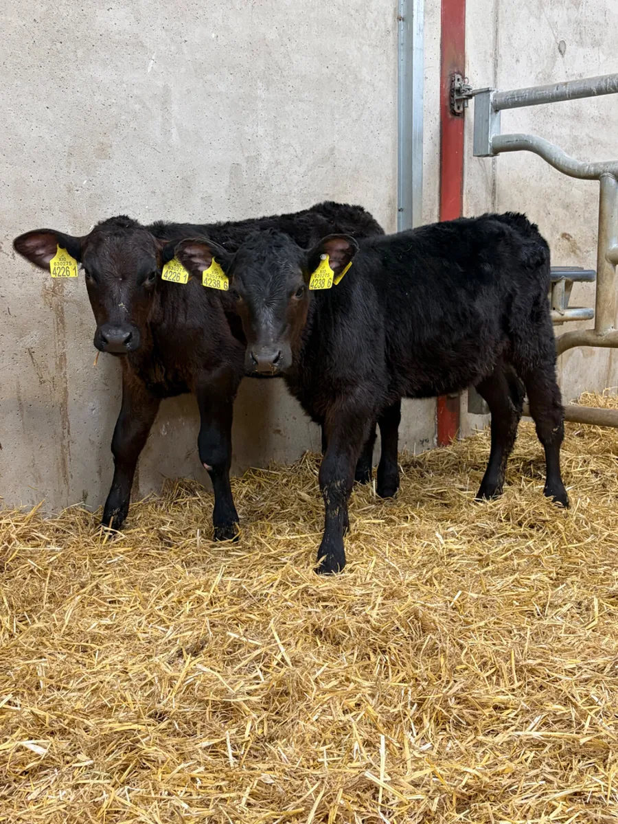 2 Angus Heifer Calves - Image 1