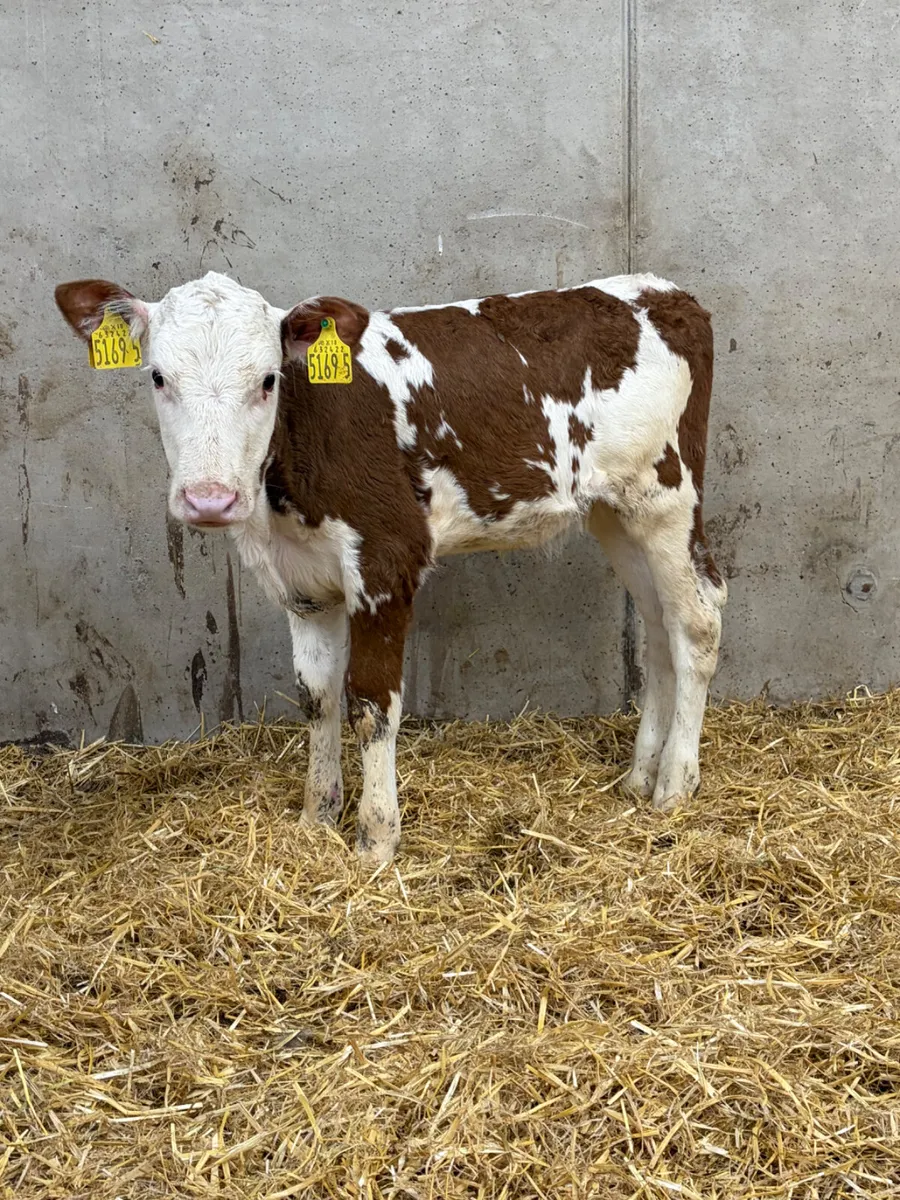 Hereford Heifer Calf - Image 1