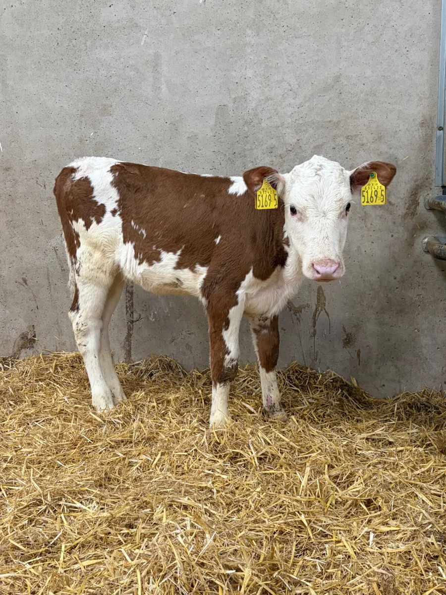 Hereford Heifer Calf - Image 2