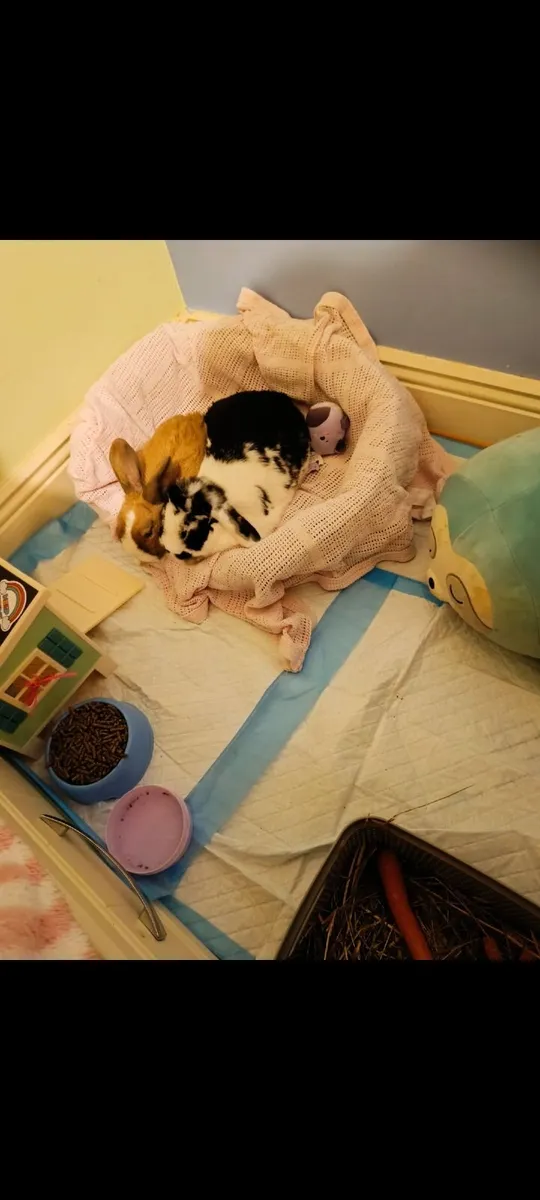 Rabbit - Image 1