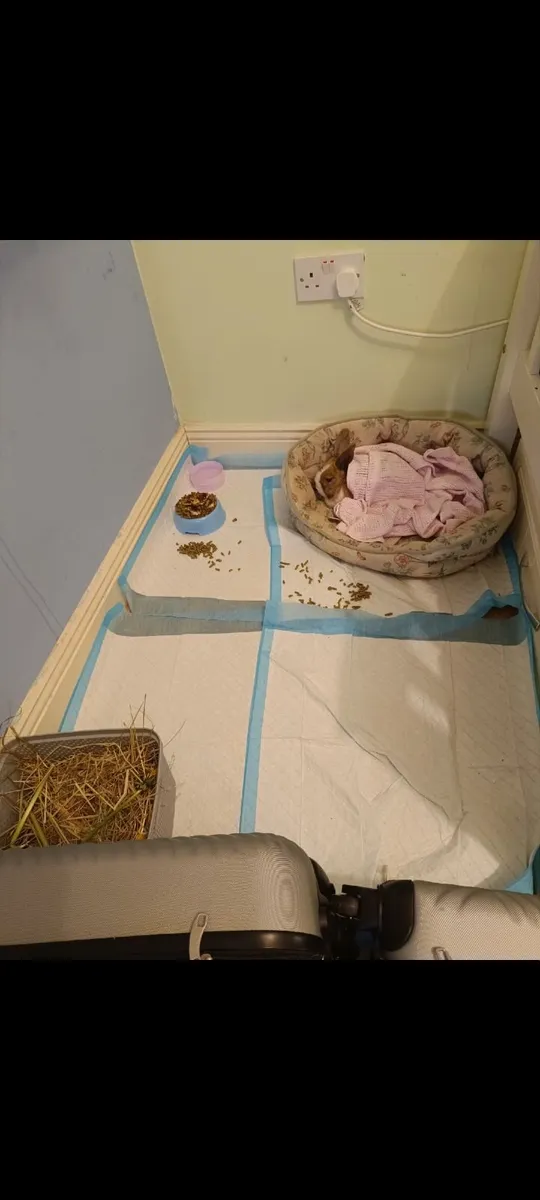 Rabbit - Image 2