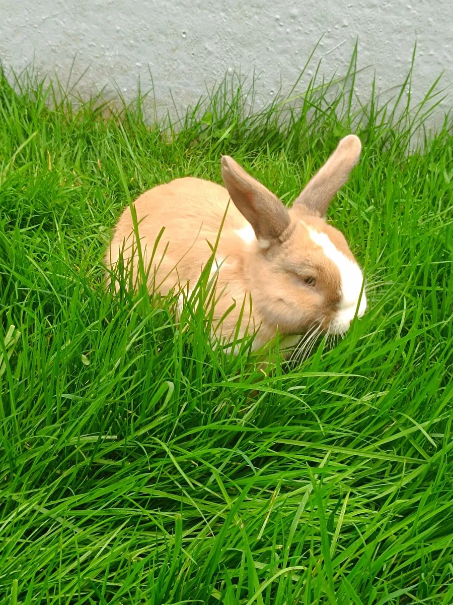 Rabbit - Image 4