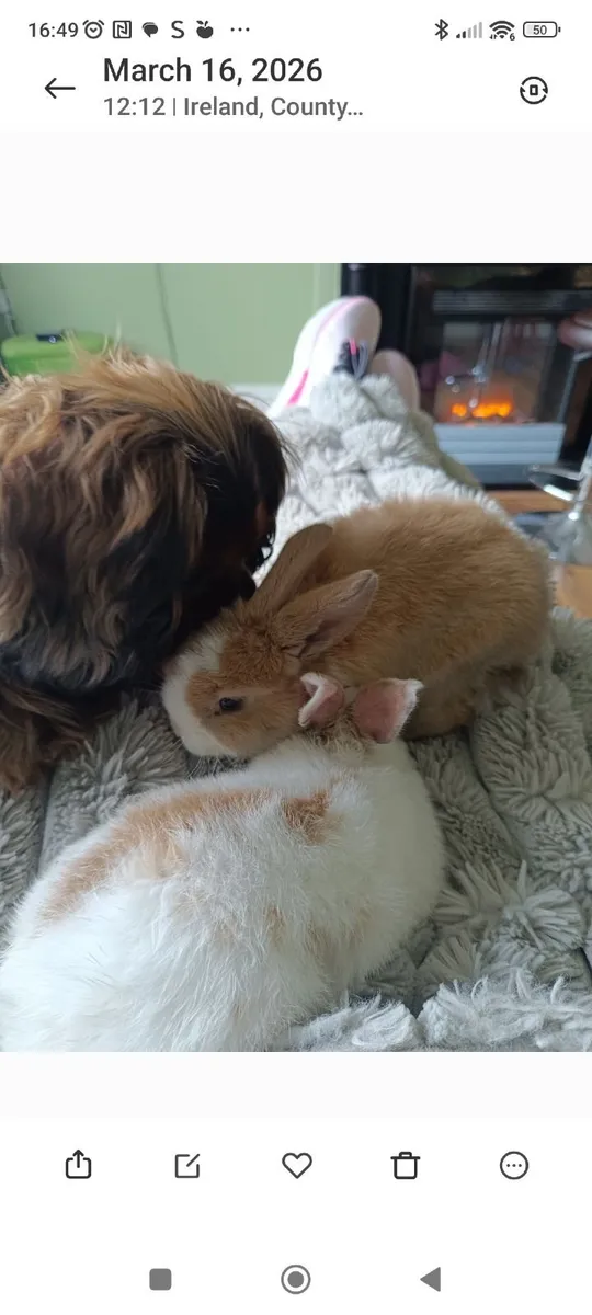 Rabbit - Image 3