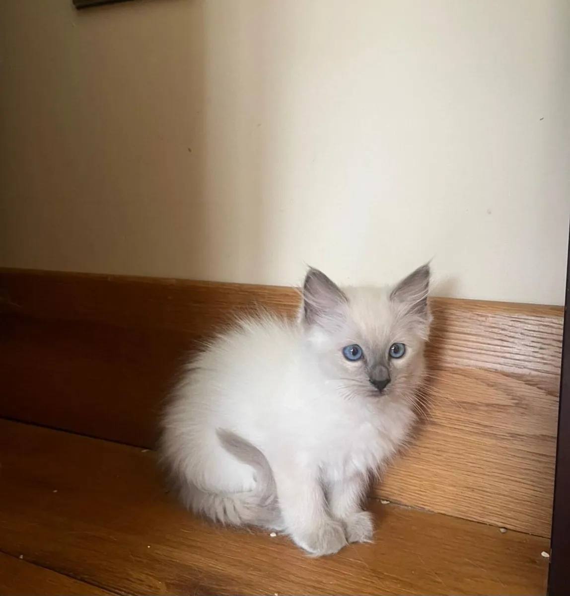 Ragdoll kittens - Image 2