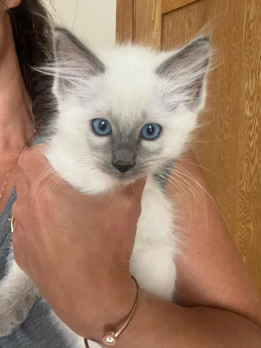 Ragdoll kittens - Image 3
