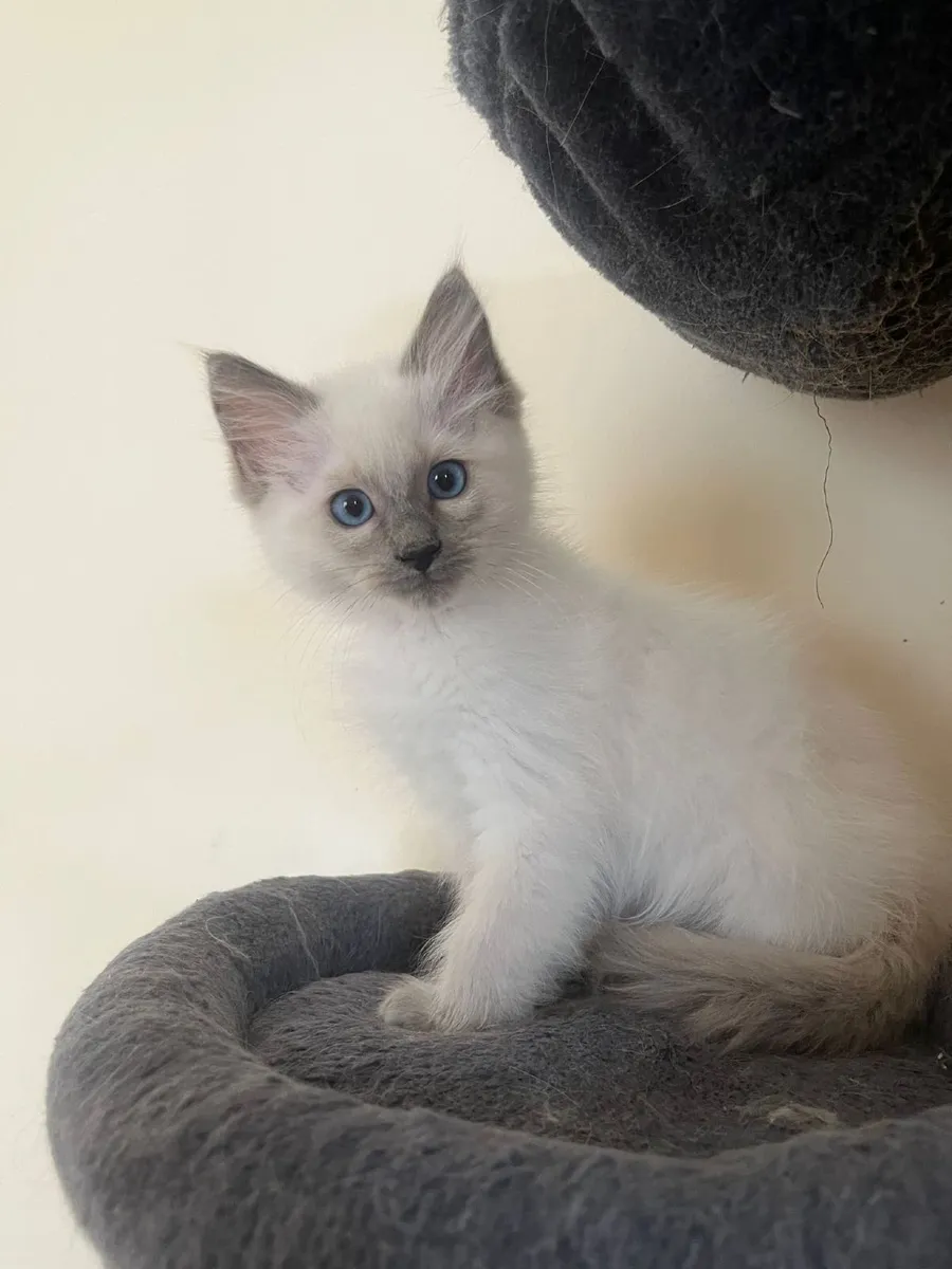Ragdoll kittens - Image 1