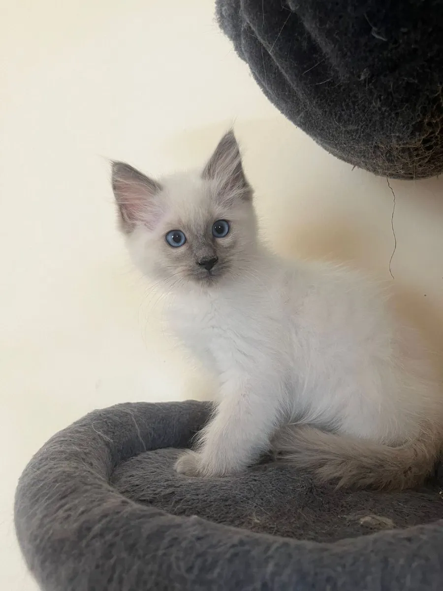 Ragdoll kittens - Image 4