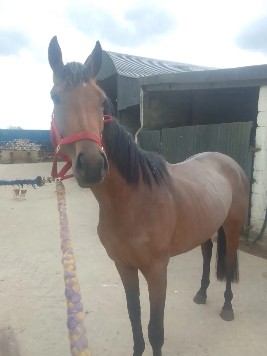 3yo Tullabeg Fusion Filly - Image 1