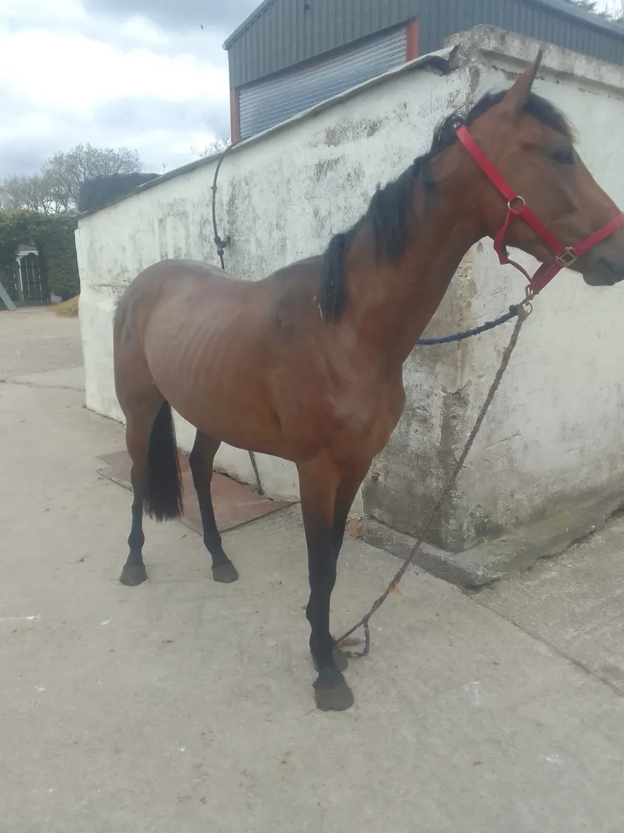 3yo Tullabeg Fusion Filly - Image 2