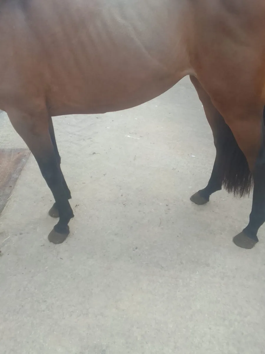 3yo Tullabeg Fusion Filly - Image 3