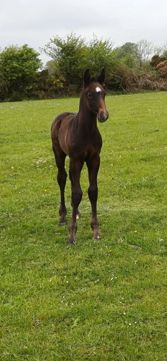 🏆Black Irish Draught Stallion🏆 - Image 4