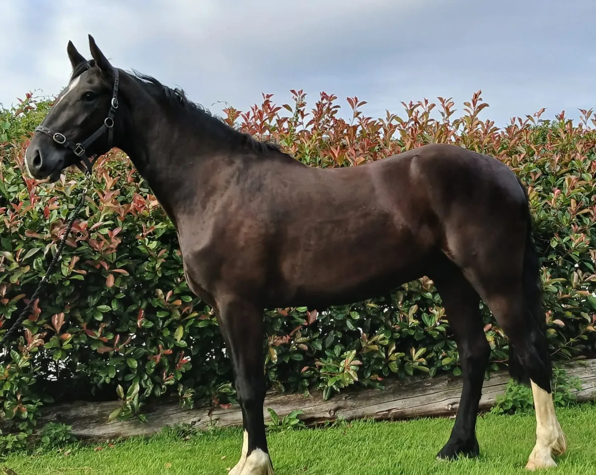 🏆Black Irish Draught Stallion🏆 - Image 4