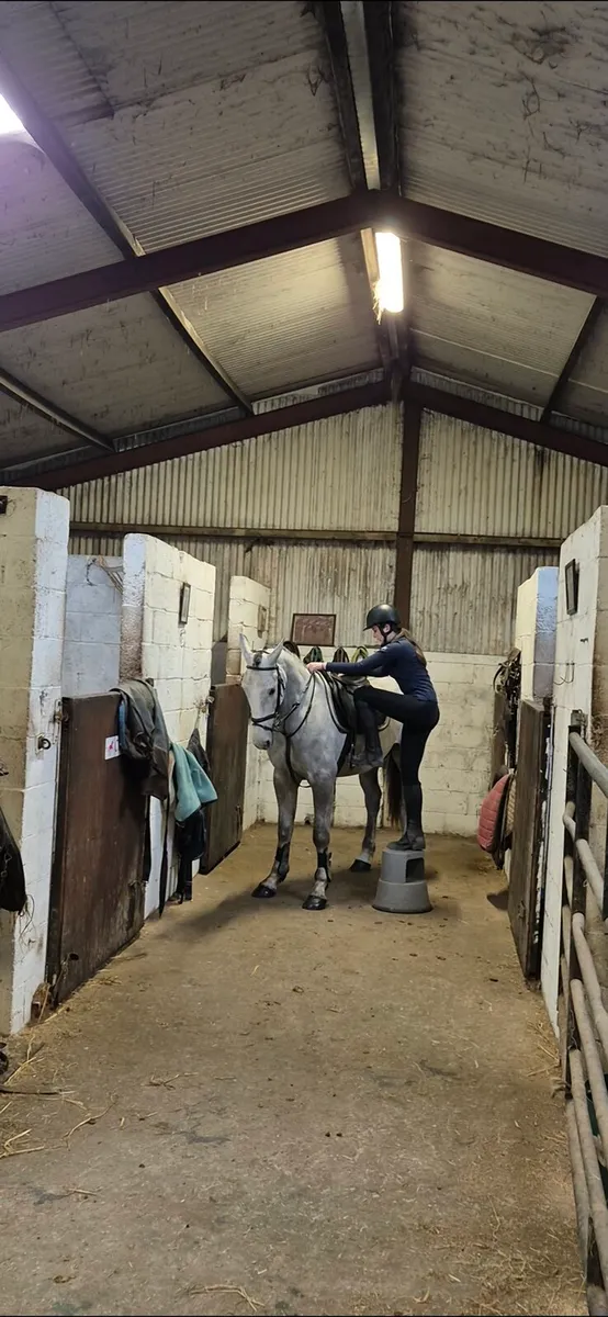 QUIET 4YEAR OLD DRAFT GELDING 16,2 - Image 2