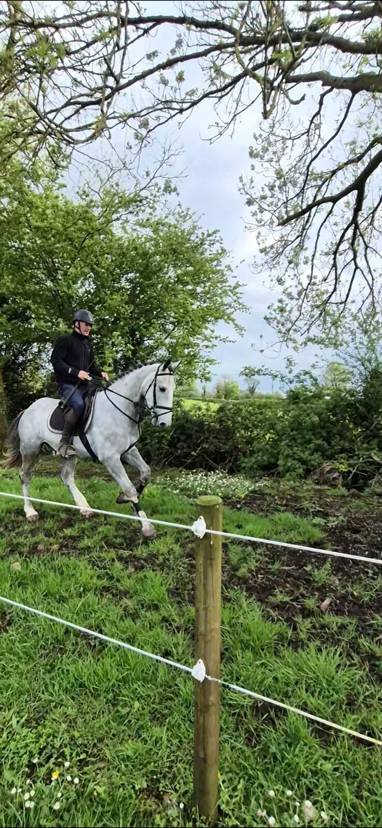 QUIET 4YEAR OLD DRAFT GELDING 16,2 - Image 3
