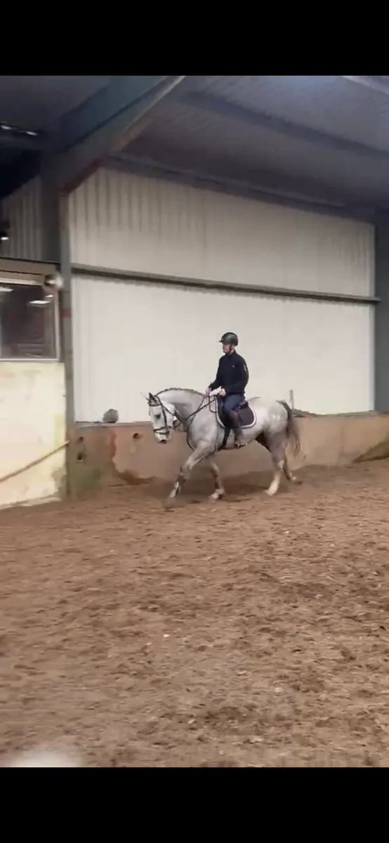 QUIET 4YEAR OLD DRAFT GELDING 16,2 - Image 4