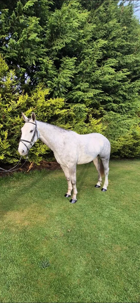 QUIET 4YEAR OLD DRAFT GELDING 16,2 - Image 1