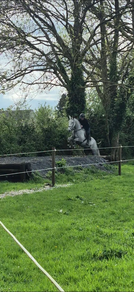 QUIET 4YEAR OLD DRAFT GELDING 16,2 - Image 1