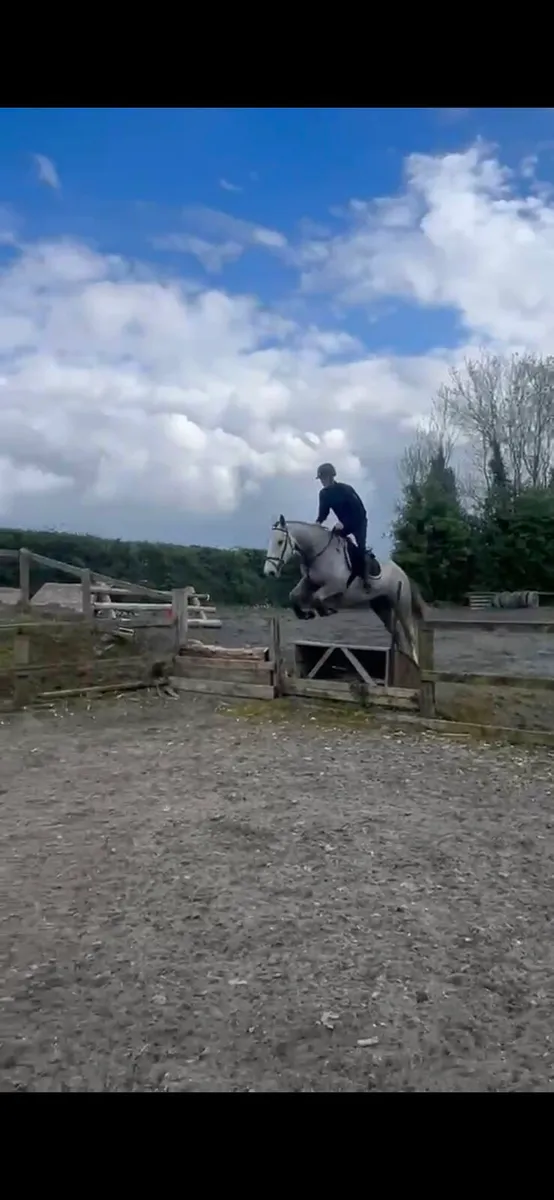 QUIET 4YEAR OLD DRAFT GELDING 16,2 - Image 2