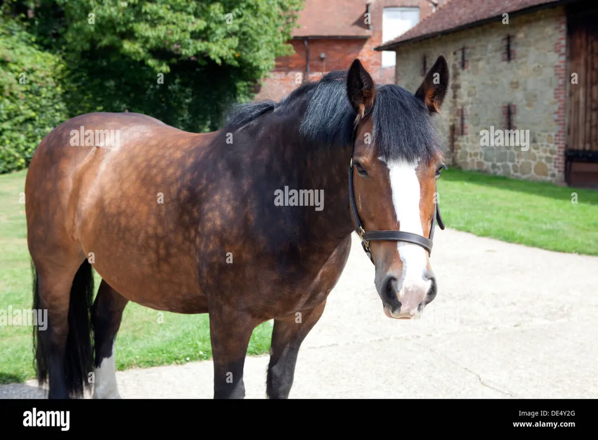 Horse - Image 1