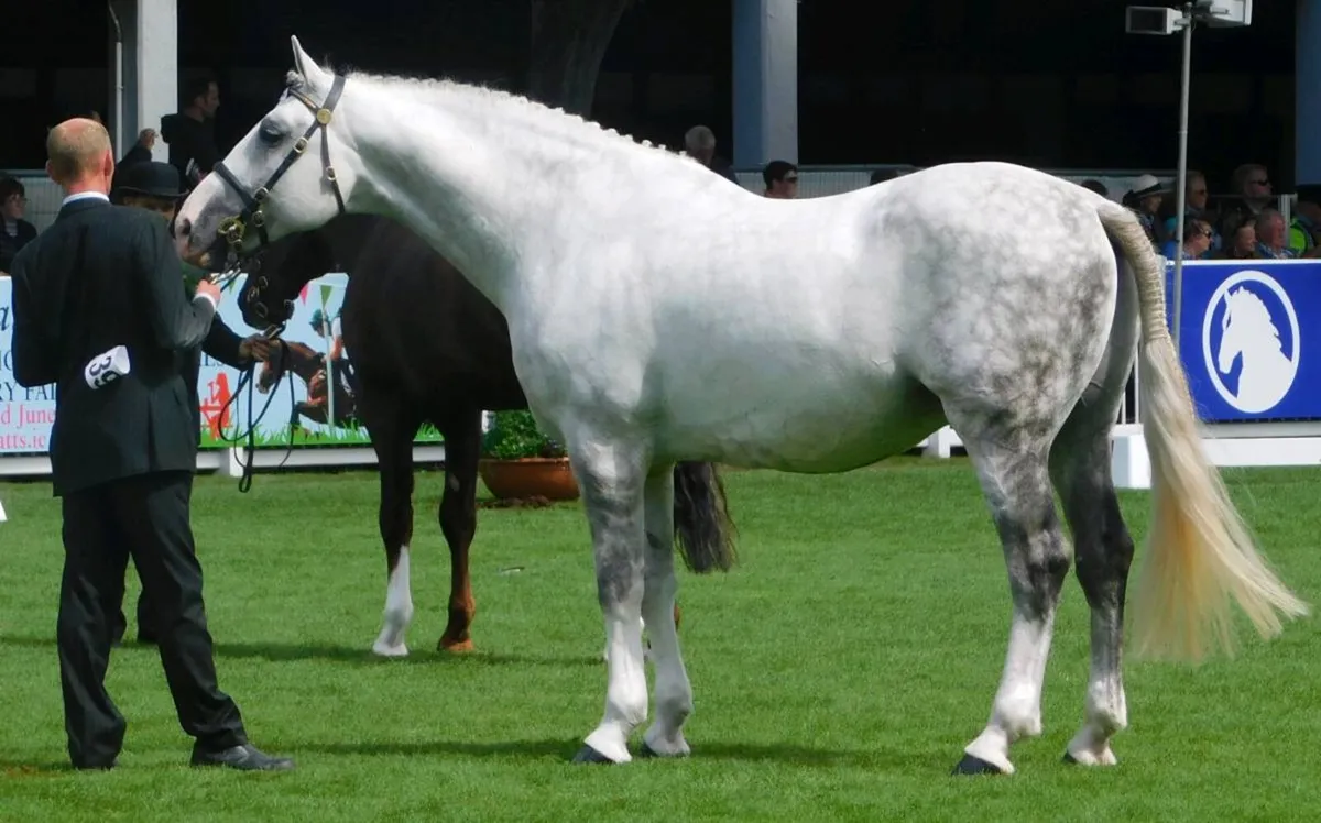 Horse - Image 2