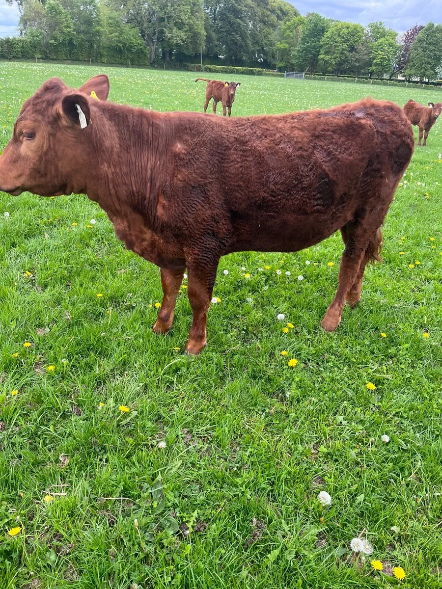 PB Aberdeen Angus heifer