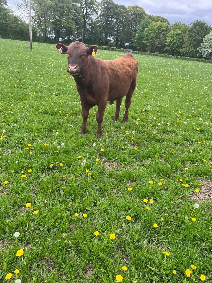 PB Aberdeen Angus Bull
