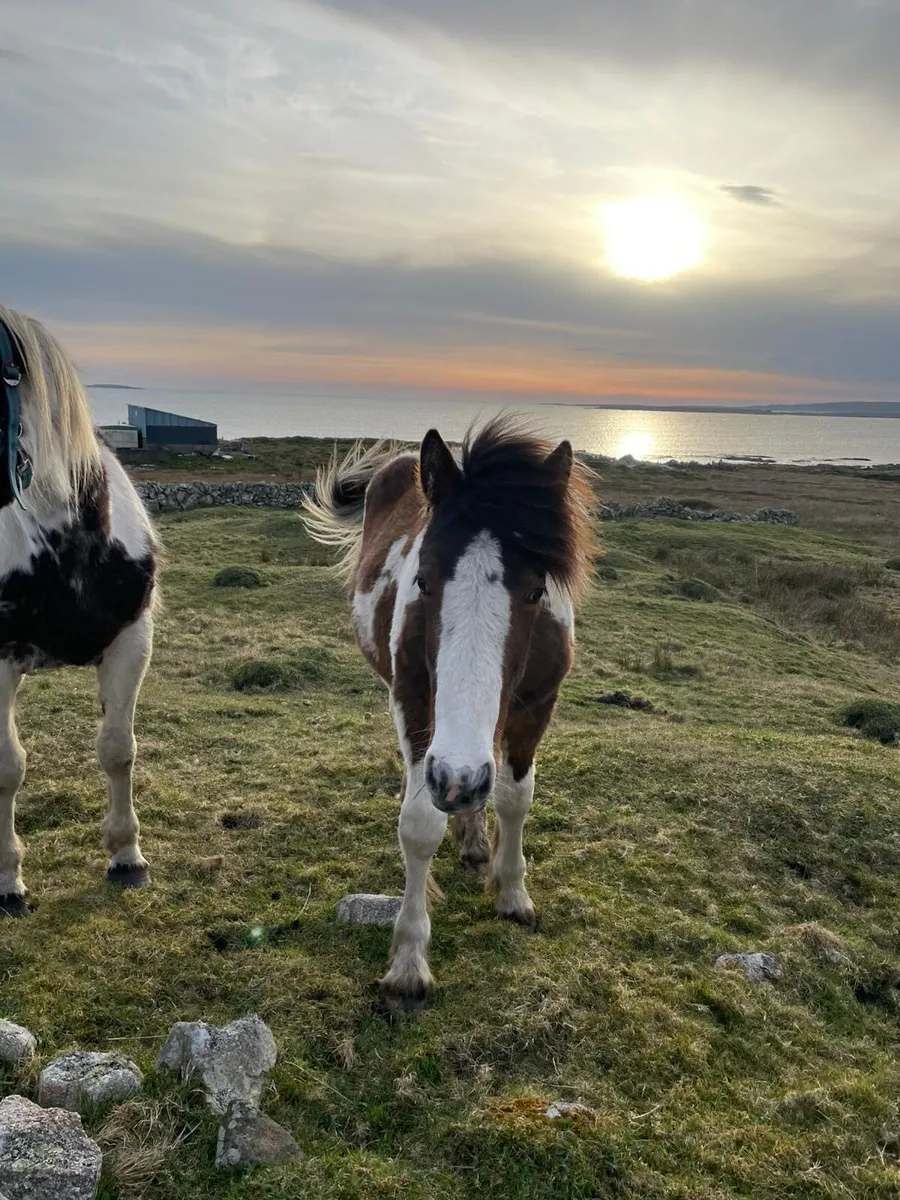 Horse - Image 2