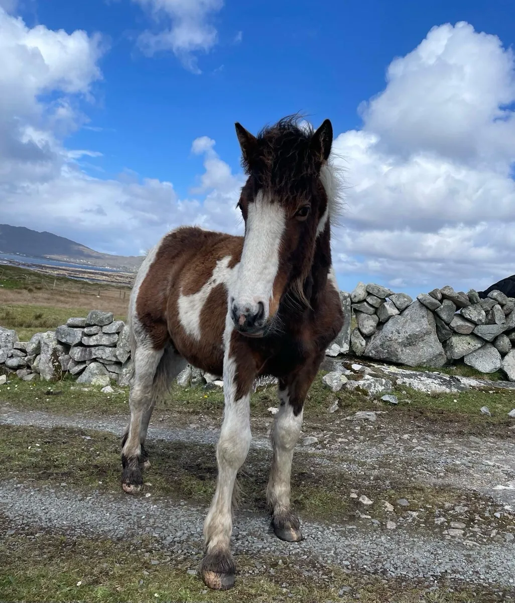 Horse - Image 1