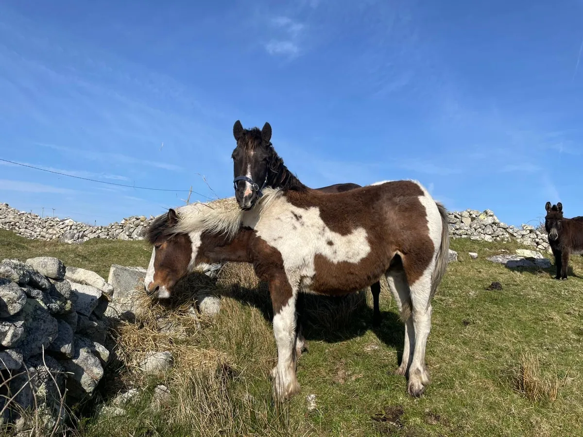 Horse - Image 3