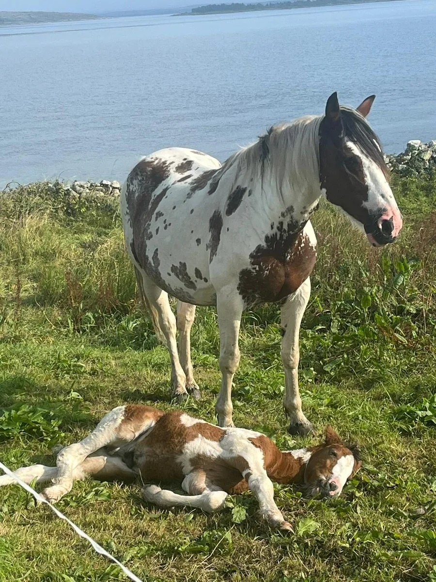 Horse - Image 4