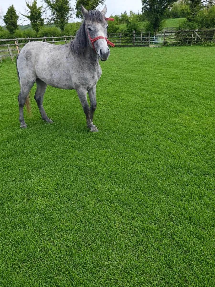 Connemara Filly Registerd - Image 1