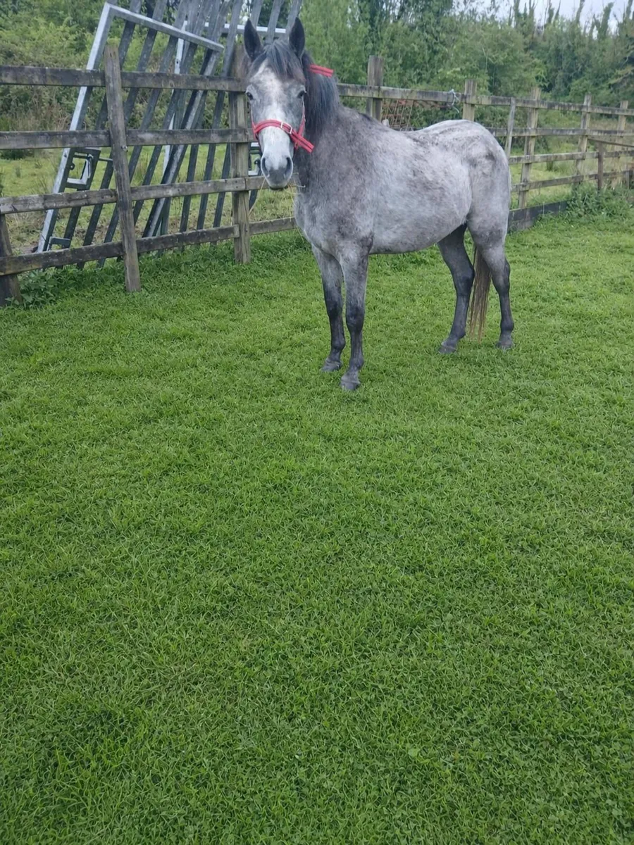 Connemara Filly Registerd - Image 2