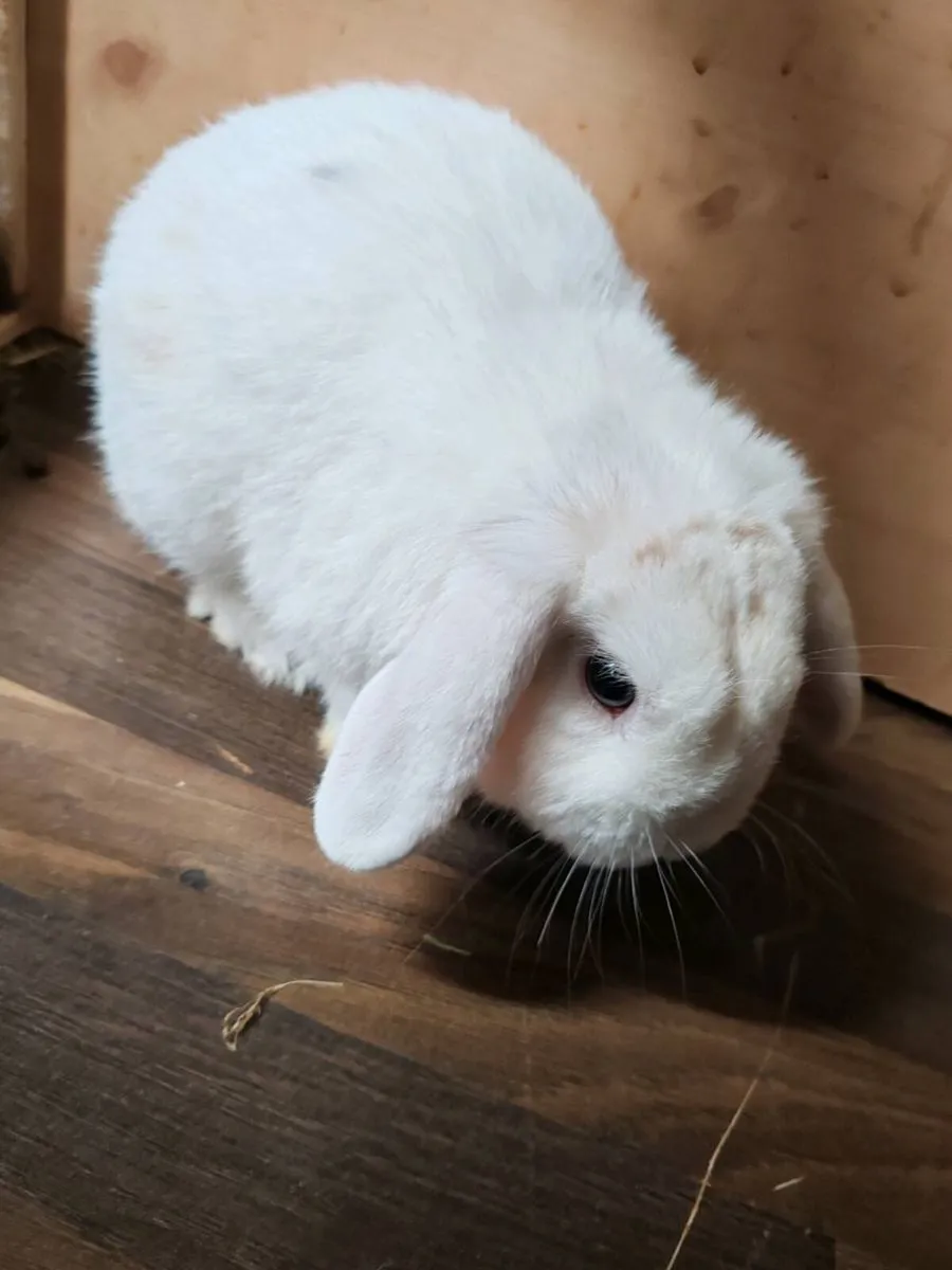 Mini lop - Image 2