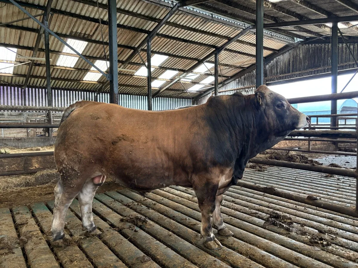 Aubrac Bull - Image 1
