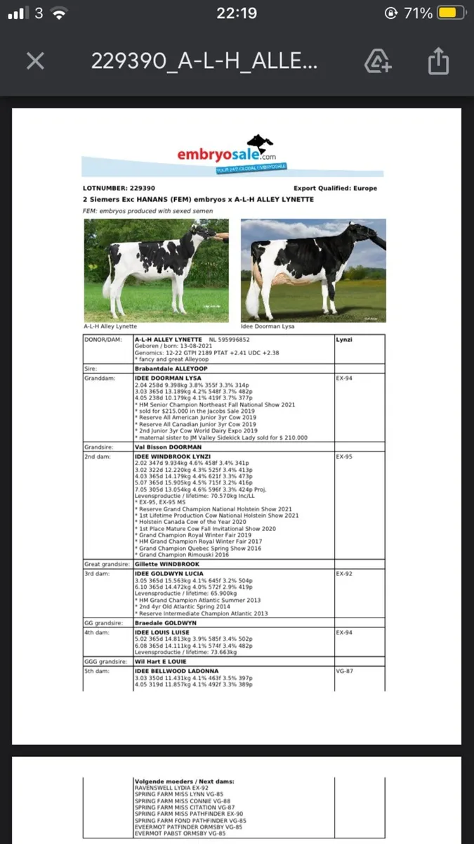 Holstein embryos - Image 2