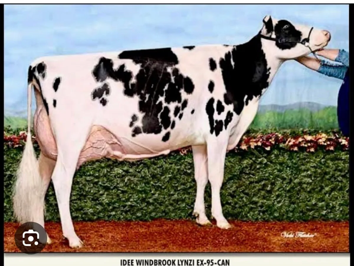 Holstein embryos - Image 1