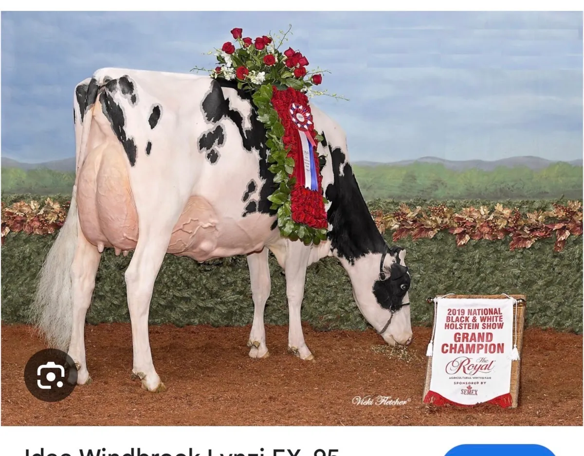Holstein embryos - Image 3