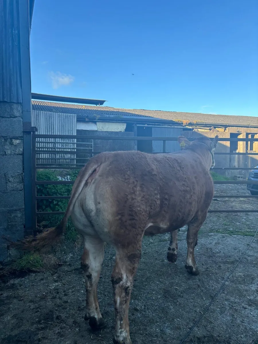 ⭐Top Pedigree Limousin Heifer ⭐ - Image 1