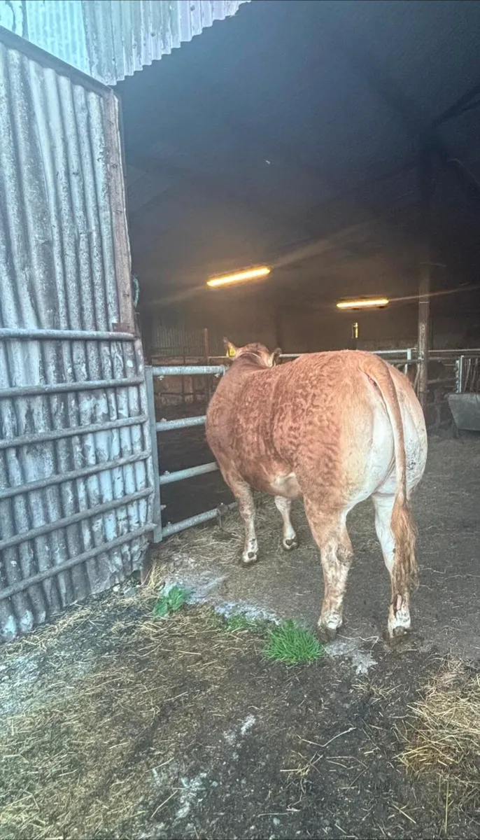 ⭐Top Pedigree Limousin Heifer ⭐ - Image 3