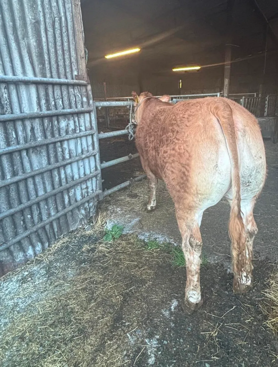 ⭐Top Pedigree Limousin Heifer ⭐ - Image 4