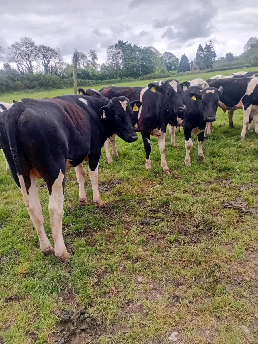 14 british friesan bullocks - Image 2
