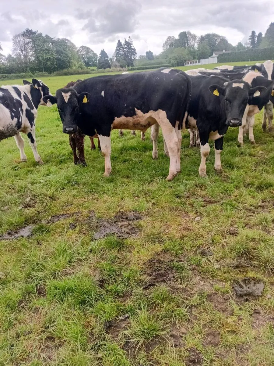 14 british friesan bullocks - Image 3