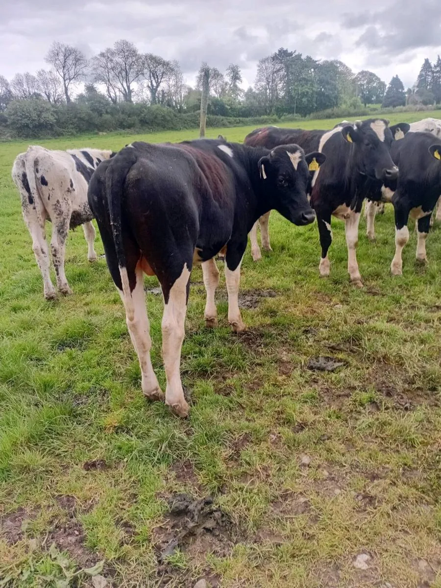 14 british friesan bullocks - Image 4