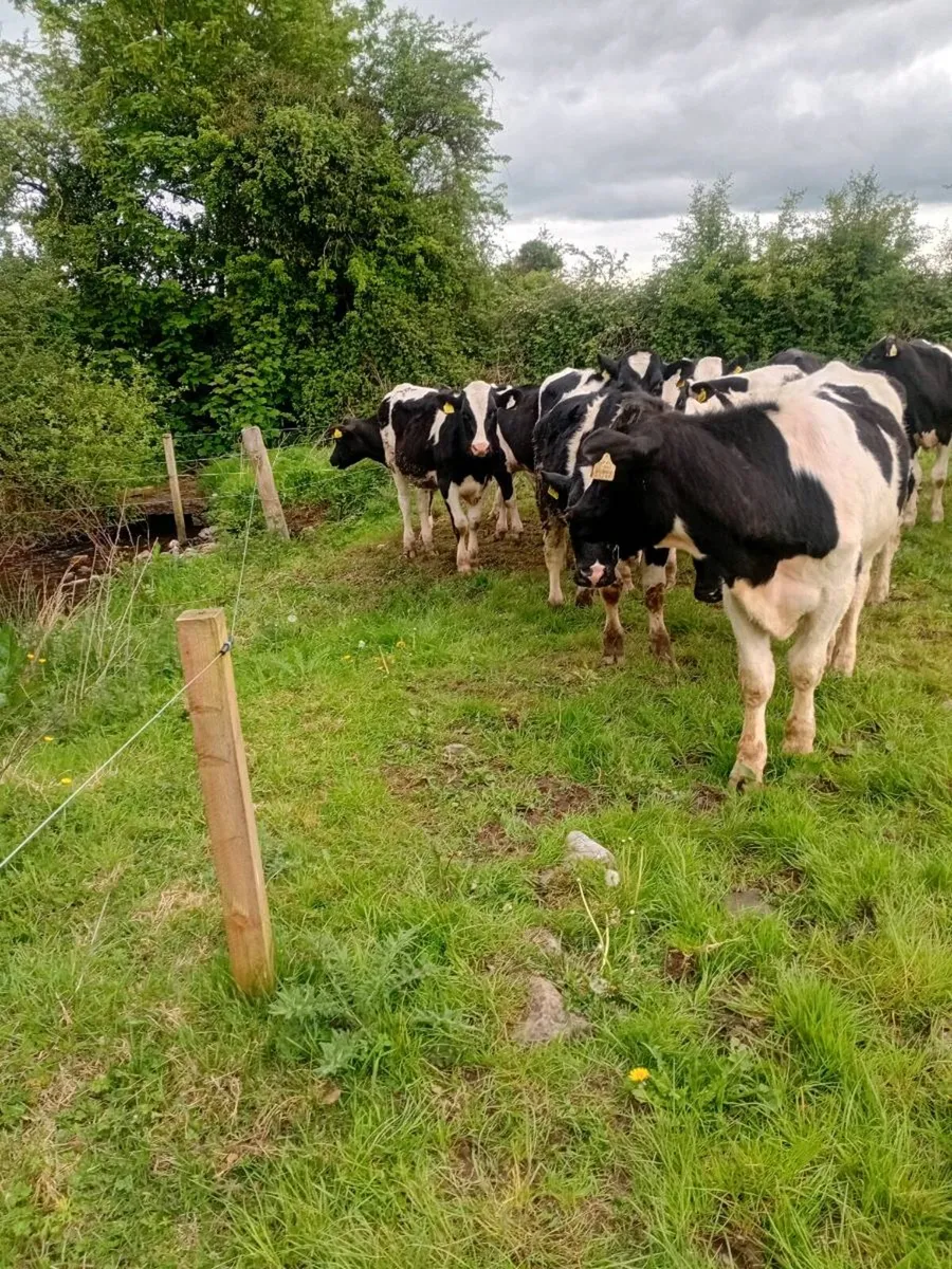 14 british friesan bullocks - Image 1
