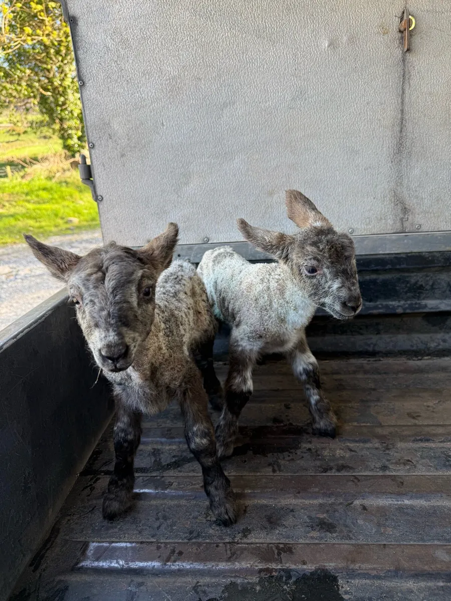Pet lambs X2