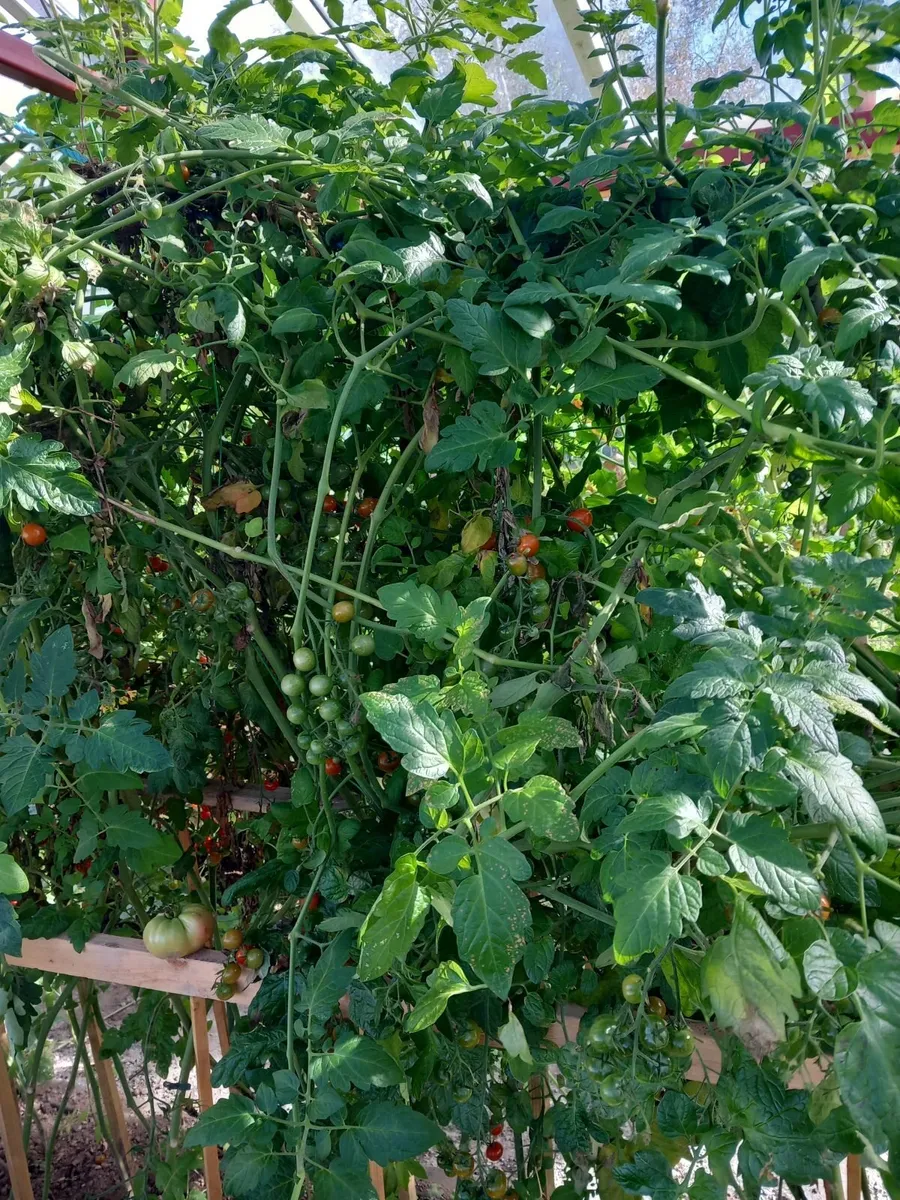 Plants - Image 2